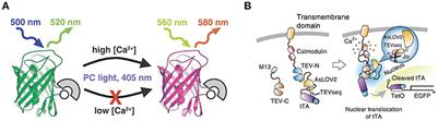 Optically Induced Calcium-Dependent Gene Activation and Labeling of Active Neurons Using CaMPARI and Cal-Light